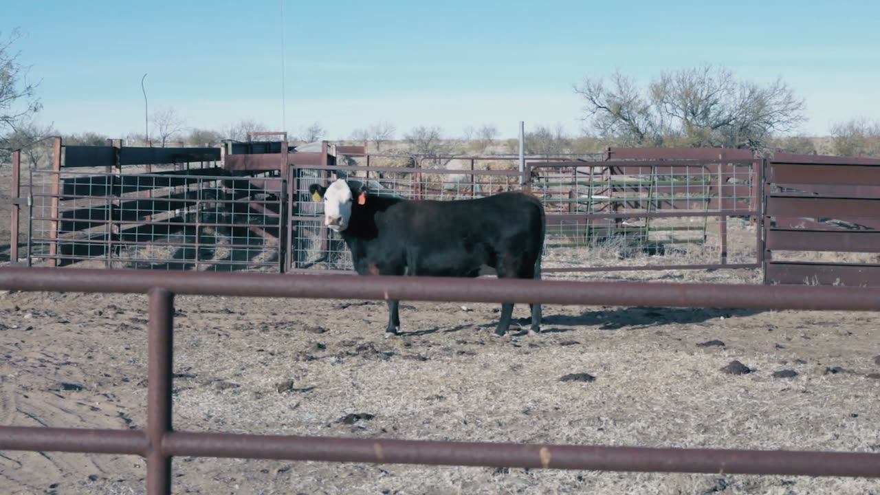 Cattle in a pen on the plains outside Amarillo